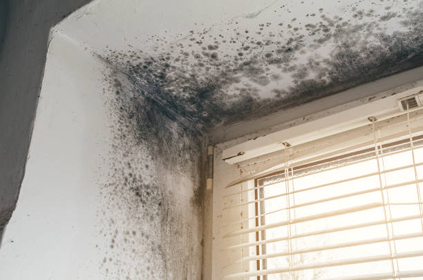 Affordable Black Mold Remediation solutions in Perry Hall, MD